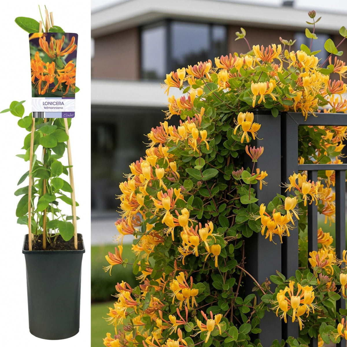 Mana Maicii Domnului - Caprifoi Lonicera Japonica Mandarin