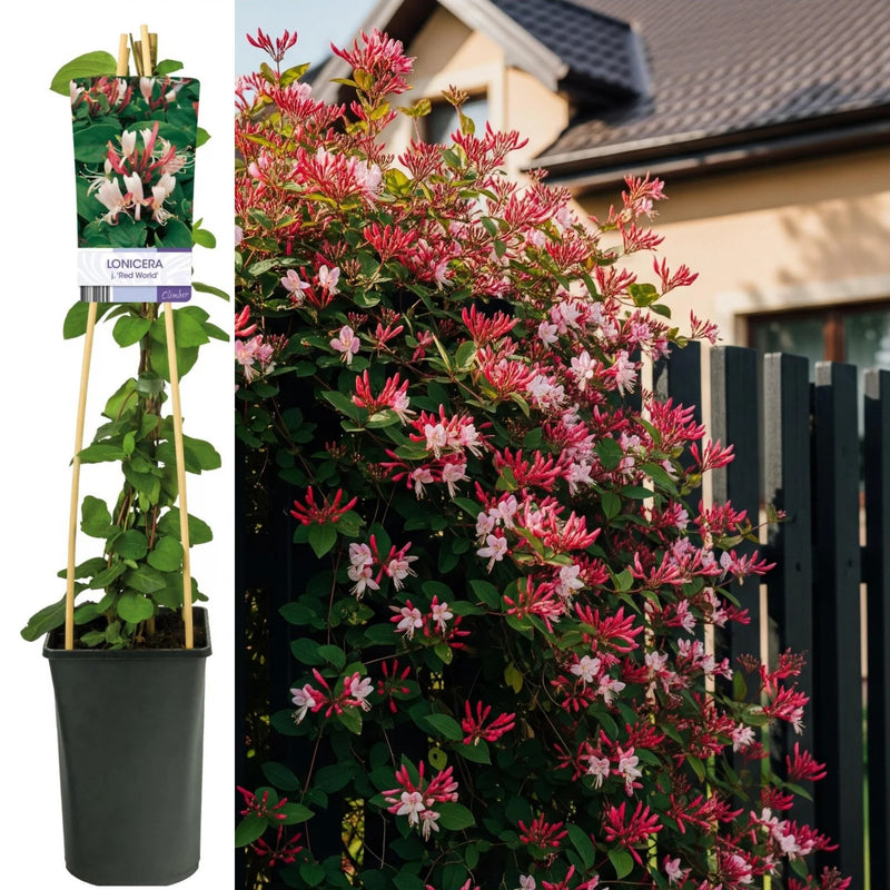 Mana Maicii Domnului - Caprifoi Lonicera Japonica Red World
