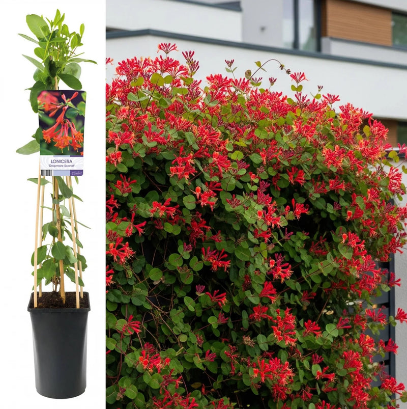 Mana Maicii Domnului - Caprifoi Lonicera Scarlet