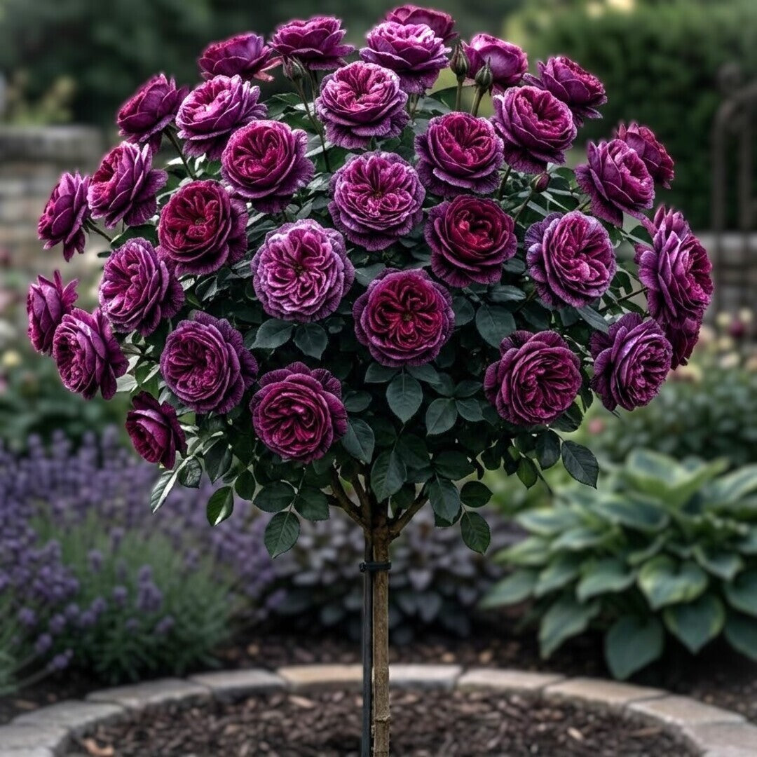 Trandafir Pomisor "Deep Violet" Anul 4