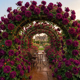Trandafiri Cataratori "Love for Purple" - Trandafir Mov Anul 4
