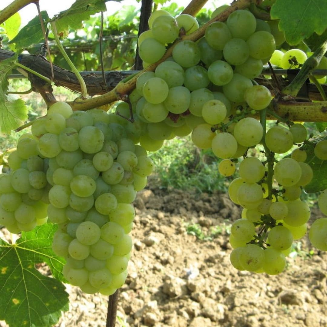 Vita de Vie "Muscat de Ottonel" Soi de Vin Anul 4