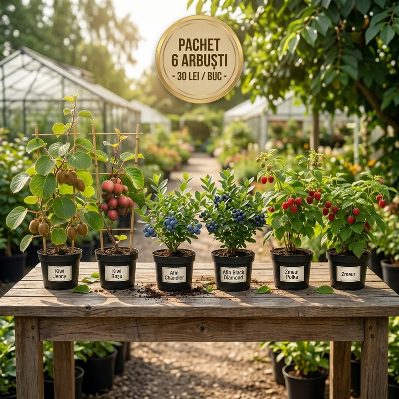 Pachet Promotional Arbusti Fructiferi 6 Soiuri
