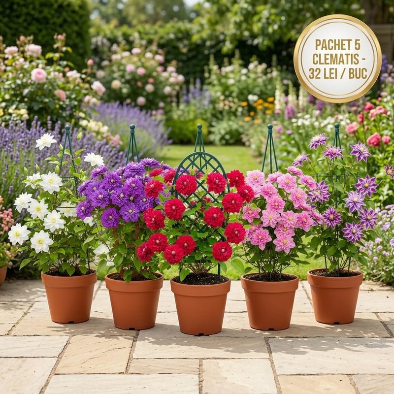 Pachet Promotional Clematis cu 5 Soiuri
