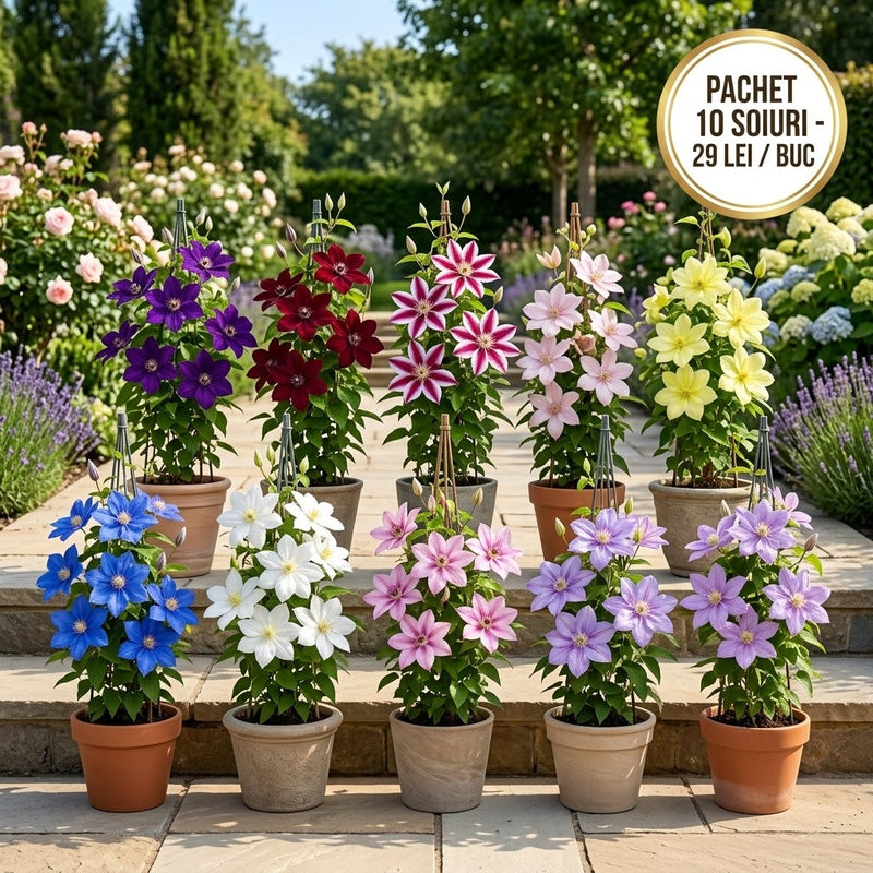 Pachet Promotional Clematis cu 10 Soiuri