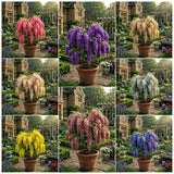 Glicina Cataratoare Pachet Promotional - Wisteria Sinensis