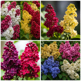 Liliac Pachet Promotional - Syringa Vulgaris
