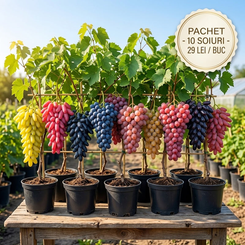 Pachet Promotional Vita de Vie cu 10 Soiuri