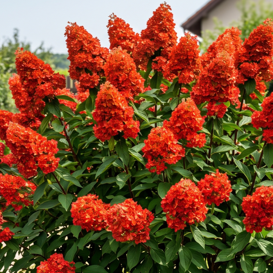 Hortensia Paniculata "Blood Orange" - Hortensie de Soare