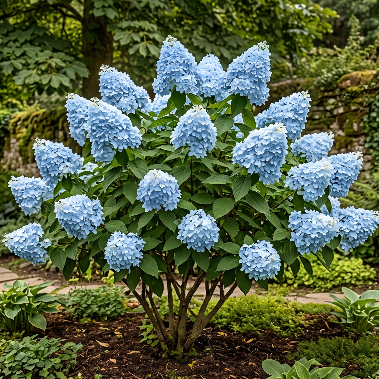 Hortensia Paniculata "Blue Sky" - Hortensie de Soare