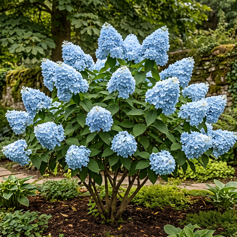 Hortensia Paniculata "Blue Sky" - Hortensie de Soare