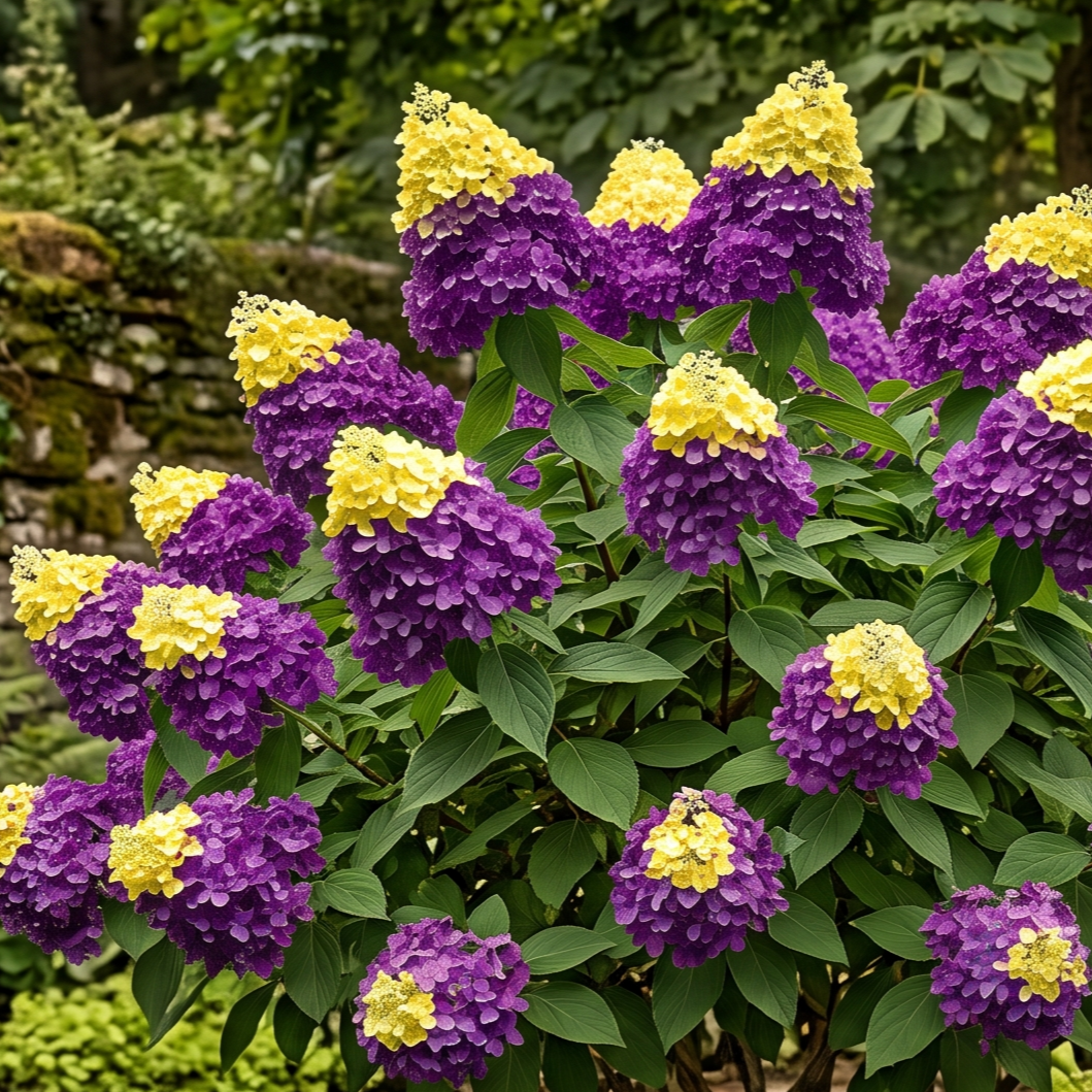 Hortensia Paniculata "Love Violet" - Hortensie de Soare