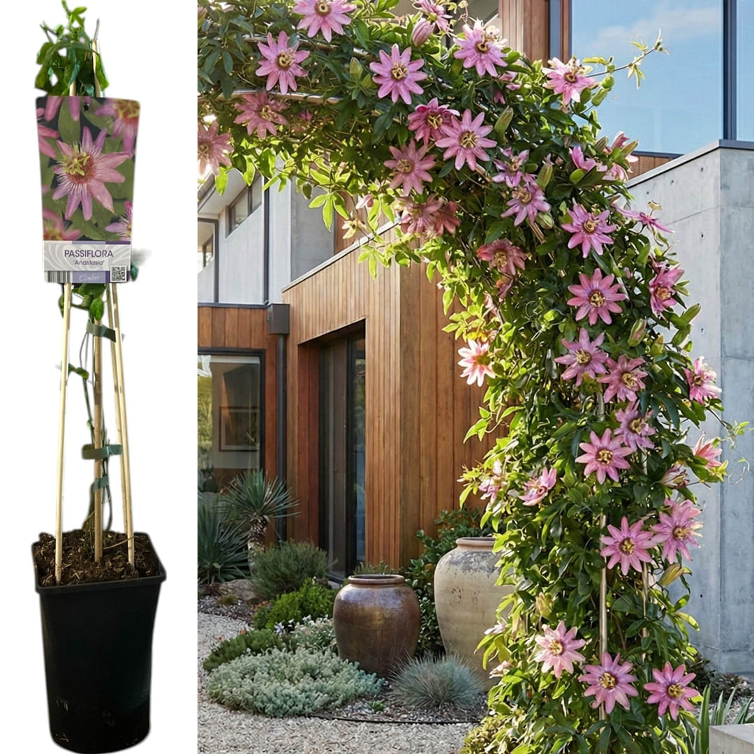 Passiflora "Anastasia" - Fructul Pasiunii
