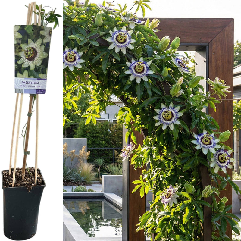 Passiflora "Beauty of Hannover" - Fructul Pasiunii