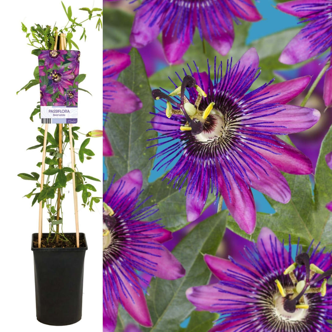 Passiflora "Belvedere" - Fructul Pasiunii