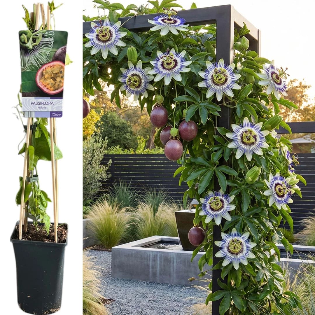 Passiflora "Constance Edulis" - Fructul Pasiunii