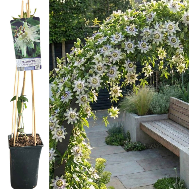 Passiflora "Constance Elliot" - Fructul Pasiunii