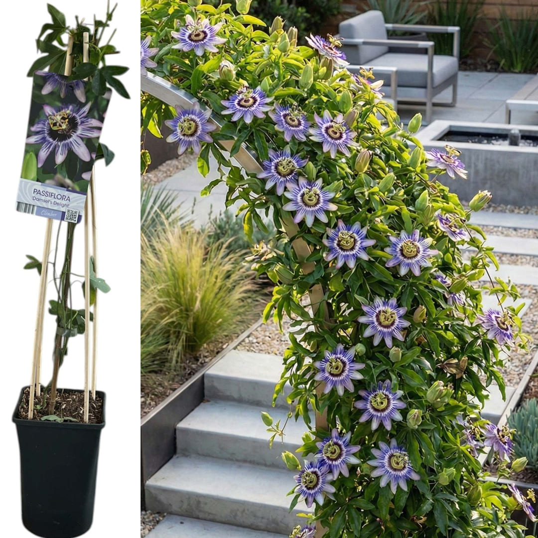 Passiflora "Damsel Delight" - Fructul Pasiunii