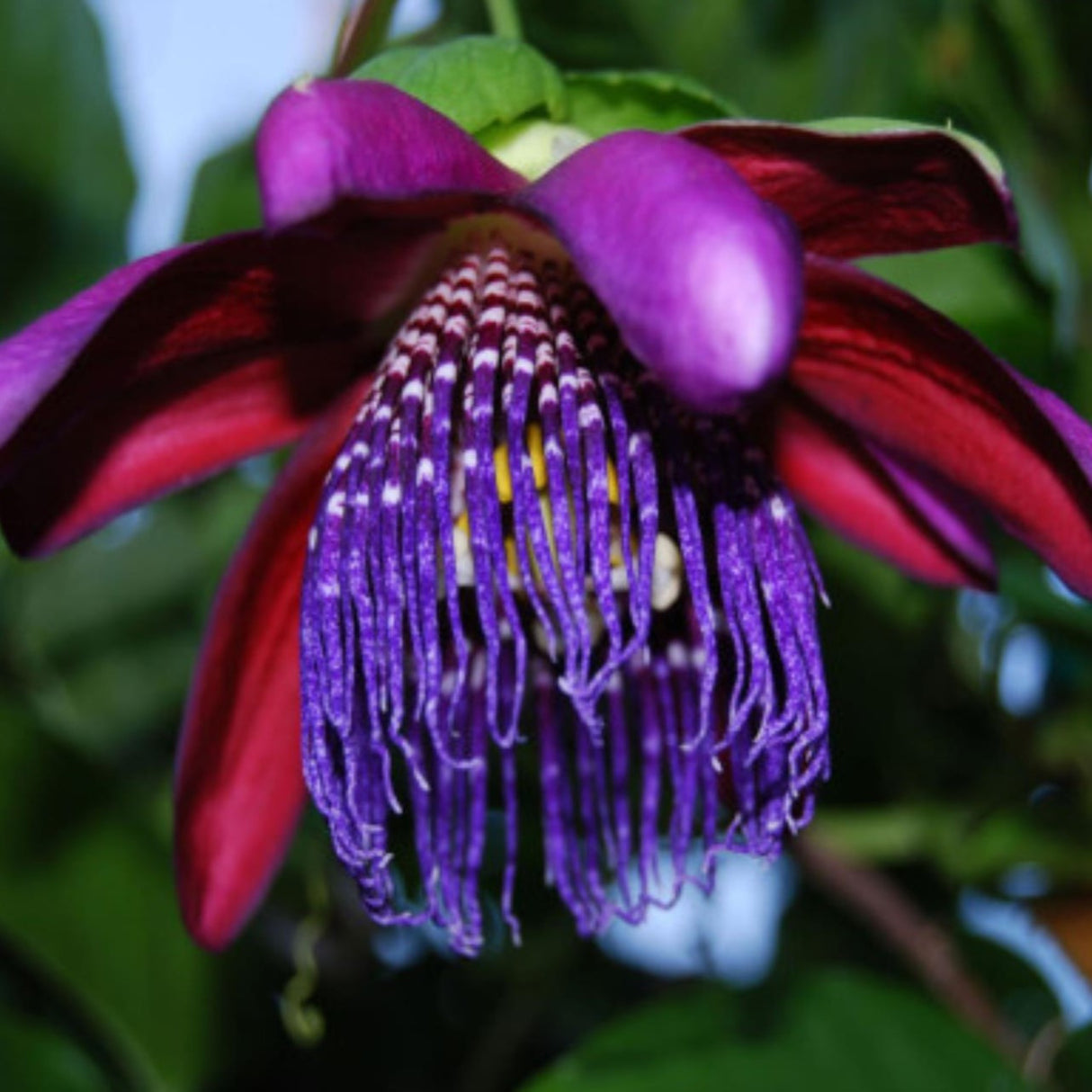 Passiflora "Purple Edulis" - Floarea Pasiunii