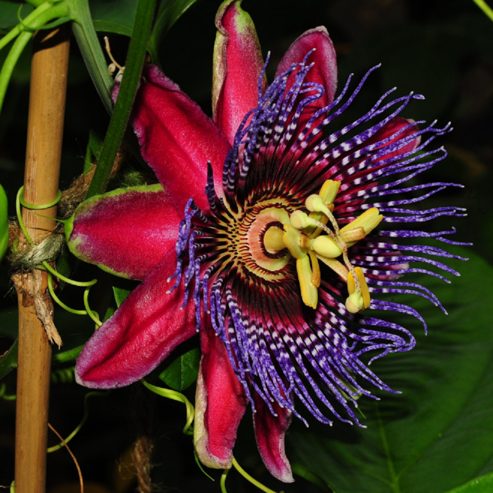 Passiflora "Red and Purple" - Floarea Pasiunii