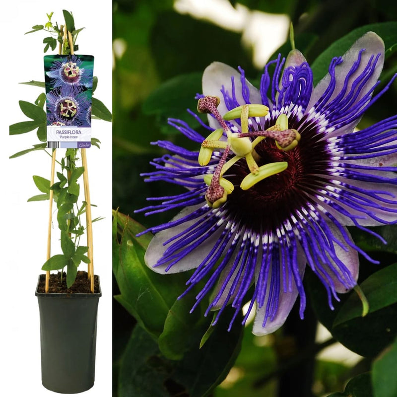 Passiflora "Purple Haze" - Fructul Pasiunii