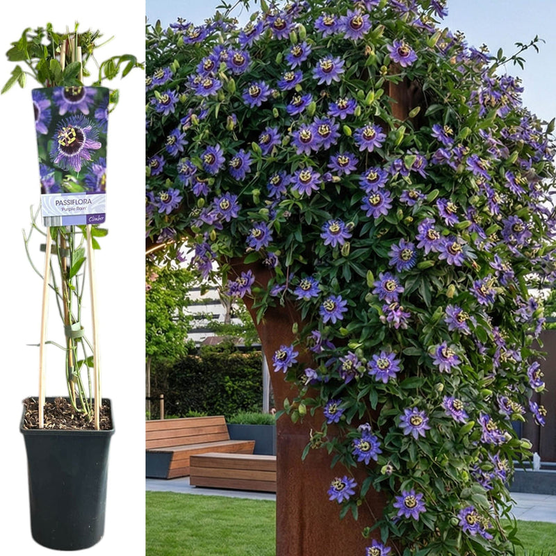 Passiflora "Purple Queen" - Fructul Pasiunii