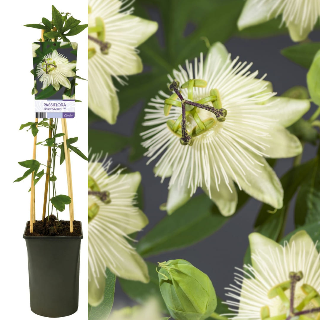 Passiflora "Snow Queen" - Fructul Pasiunii