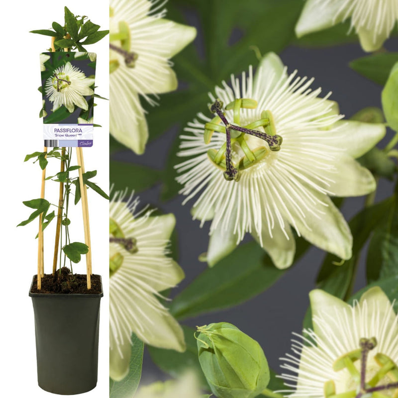 Passiflora "Snow Queen" - Fructul Pasiunii