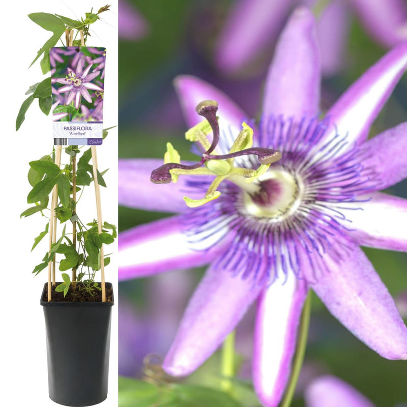 Passiflora "Victoria" - Fructul Pasiunii
