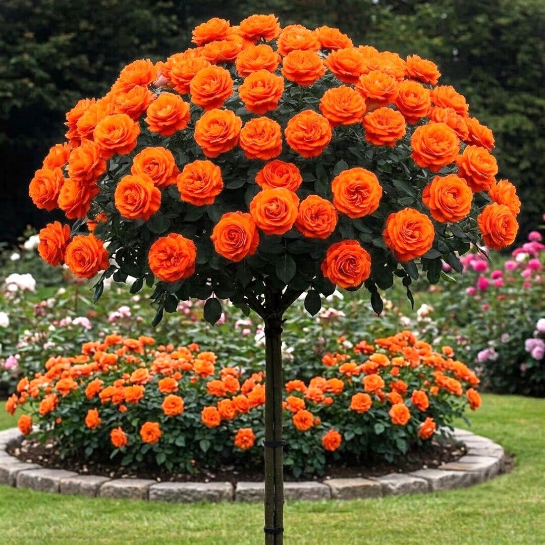 Trandafir Pomisor "Deep Orange" Anul 4