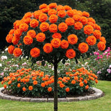 Trandafir Pomisor "Deep Orange" Anul 4
