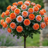 Trandafir Pomisor "Orange Bicolor" Anul 4