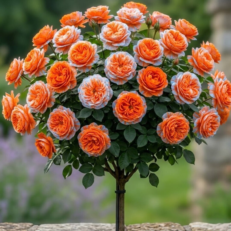 Trandafir Pomisor "Orange Bicolor" Anul 4