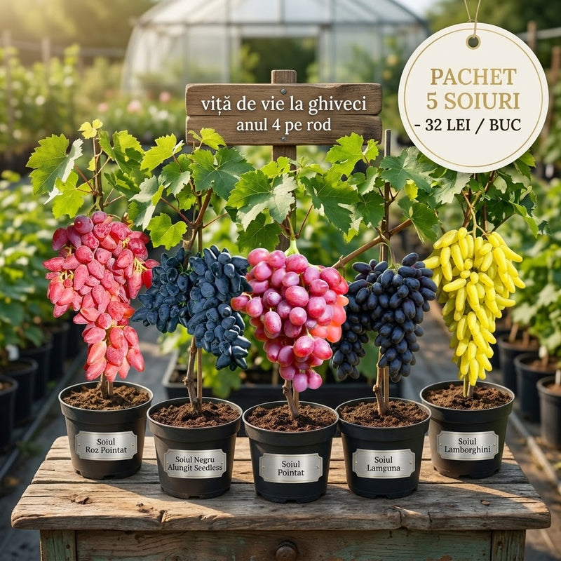Pachet Promotional Vita de Vie cu 5 Soiuri