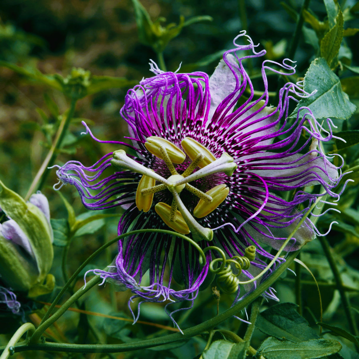 Passiflora "Dark Purple" - Floarea Pasiunii