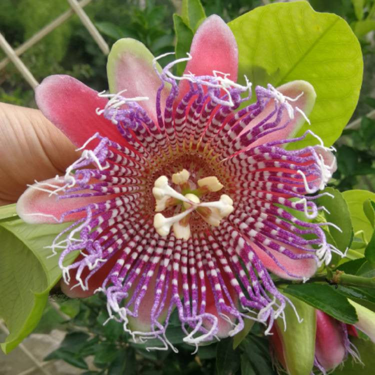 Passiflora "Pink" - Floarea Pasiunii