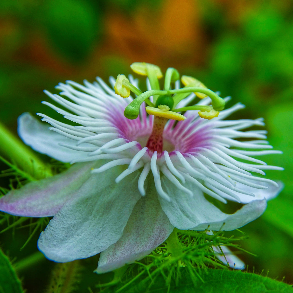 Passiflora "Softer Pink" - Floarea Pasiunii