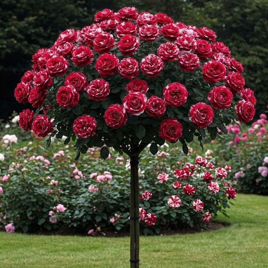 Trandafir Pomisor "In Love" Anul 4