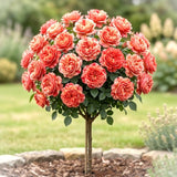 Trandafir Pomisor "Creamy Red" Anul 4