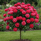 Trandafir Pomisor "Stripped Red" Anul 4