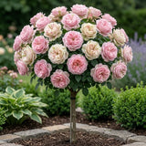 Trandafir Pomisor "Pistachio" Anul 4