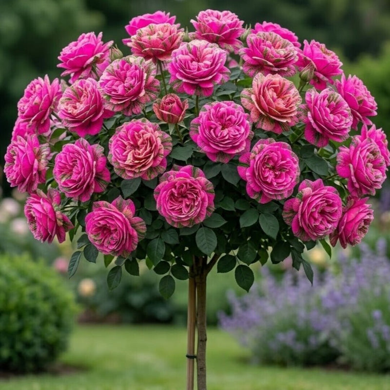 Trandafir Pomisor "Pink Neon" Anul 4