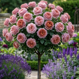 Trandafir Pomisor "Pink Salmon" Anul 4