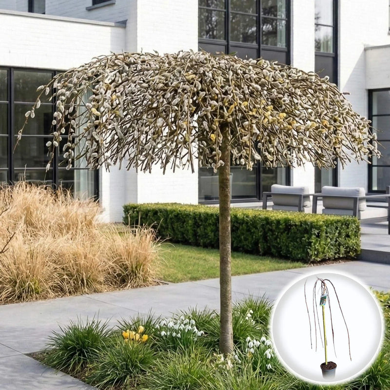 Salcie Pletoasa Curgatoare - Salix Caprea Pendula