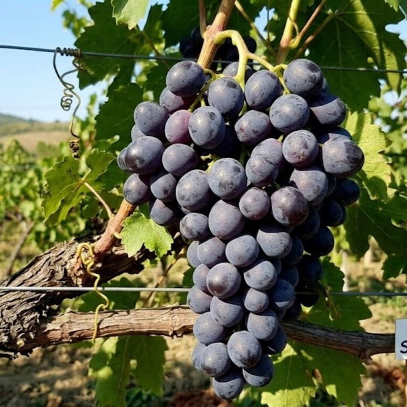 Vita de Vie "Sindicat" Soi de Masa Anul 4