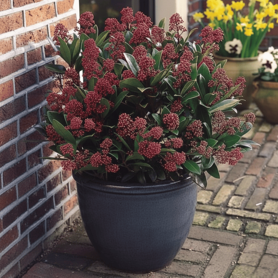 Liliac Japonez Rosu - Skimmia Japonica