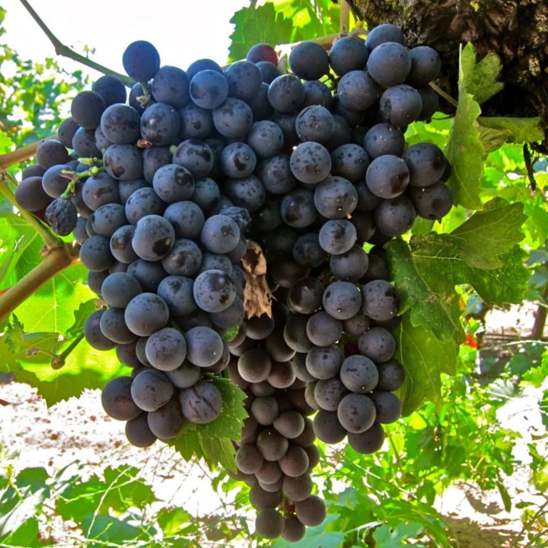 Vita de Vie "Tamaioasa Neagra" Soi de Vin Anul 4