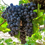 Vita de Vie "Tamaioasa Neagra" Soi de Vin Anul 4
