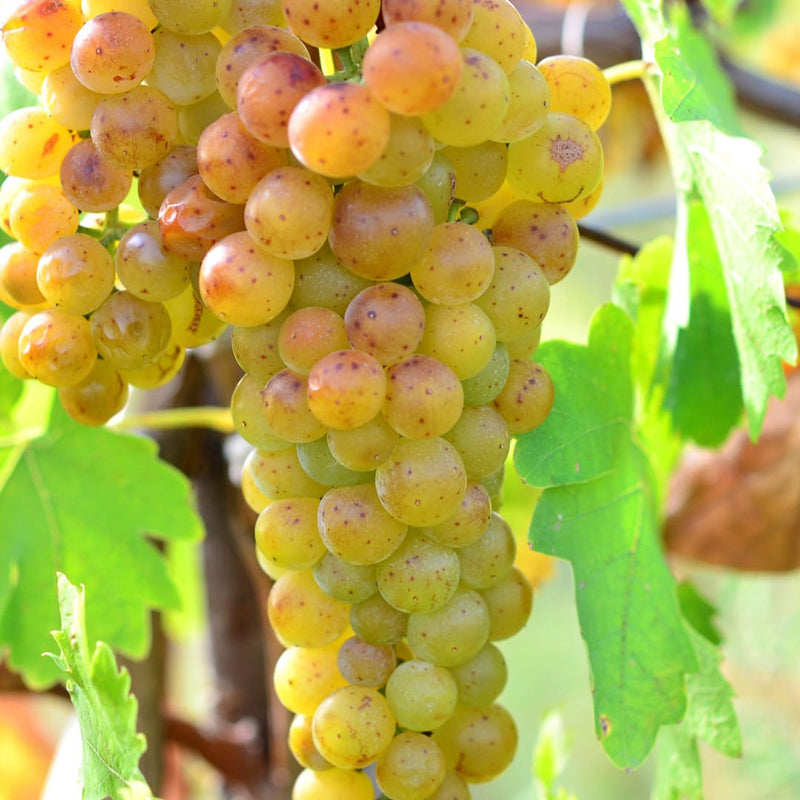Vita de Vie "Tamaioasa Romaneasca" Soi de Vin Anul 4