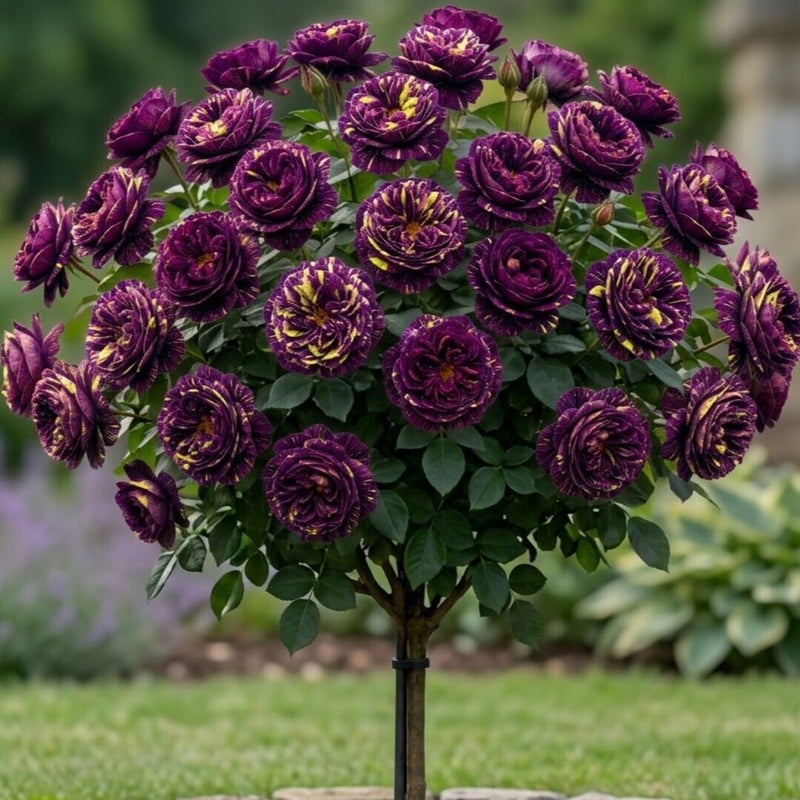 Trandafir Pomisor "Purple Bicolor" Anul 4